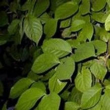 images/productimages/small/Banisteriopsis Caapi zaden seeds.jpg